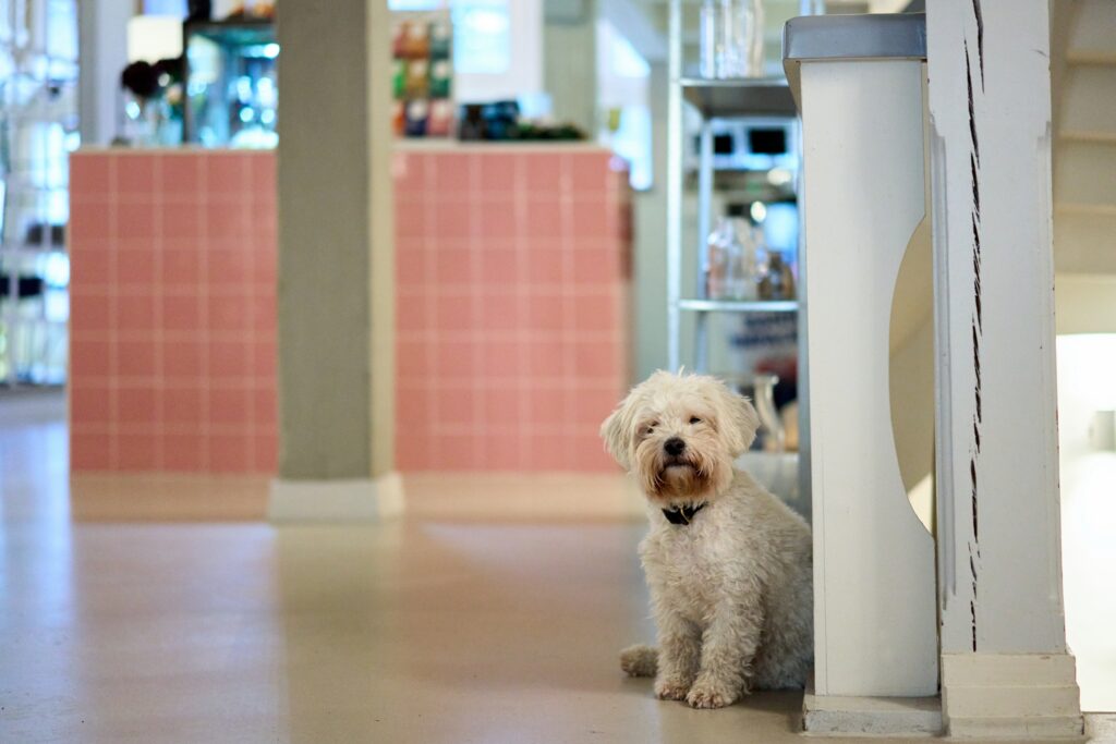 Foto Hund im Cafe Businessbilder